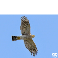 گونه قرقی Eurasian Sparrowhawk